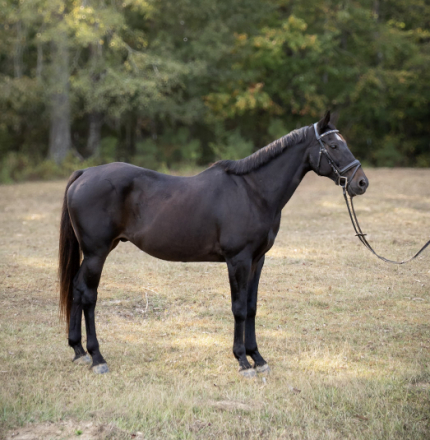 HorseID: 2301463 Pascal - PhotoID: 1083326