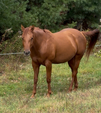 HorseID: 2301519 Iza - PhotoID: 1088905