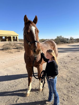 HorseID: 2301590 “Cash N Sum Chrome” - PhotoID: 1089080