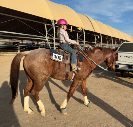 HorseID: 2301590 “Cash N Sum Chrome” - PhotoID: 1089784