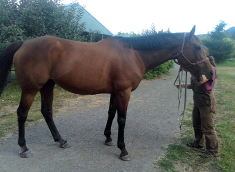 HorseID: 2301613 Calliope - PhotoID: 1089718