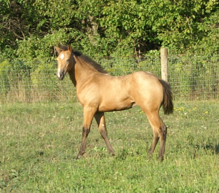 HorseID: 2301873 Wild Perks - PhotoID: 1083859