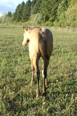 HorseID: 2301873 Wild Perks - PhotoID: 1088422