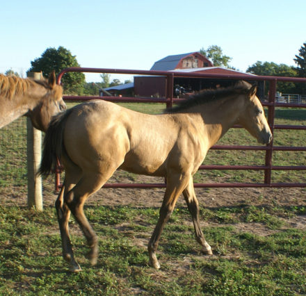 HorseID: 2301873 Wild Perks - PhotoID: 1088423