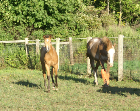 HorseID: 2301873 Wild Perks - PhotoID: 1088424