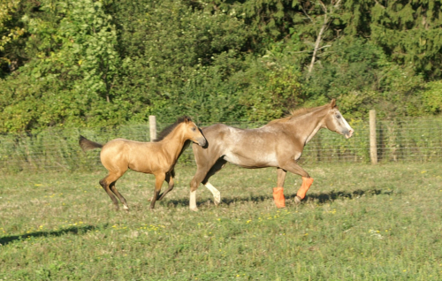 HorseID: 2301873 Wild Perks - PhotoID: 1088425