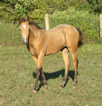 HorseID: 2301873 Wild Perks - PhotoID: 1088426