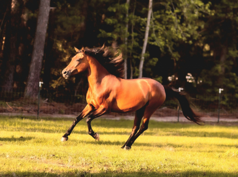 HorseID: 2301939 SC Island Elegant Storm - PhotoID: 1083957