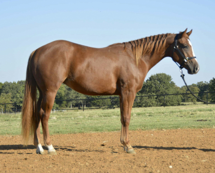 HorseID: 2302013 Bring On The Sultry - PhotoID: 1084073