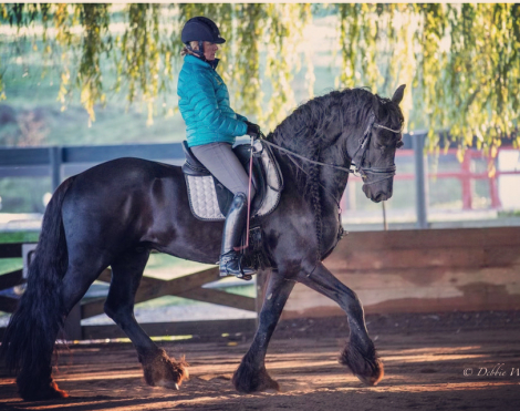 HorseID: 2302021 Romke - PhotoID: 1084079