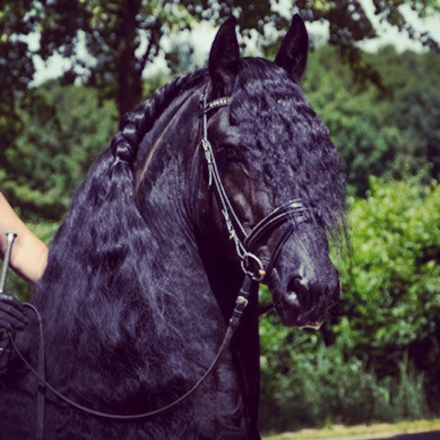 HorseID: 2302021 Romke - PhotoID: 1084080