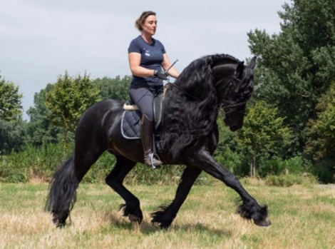 HorseID: 2302021 Romke - PhotoID: 1084081