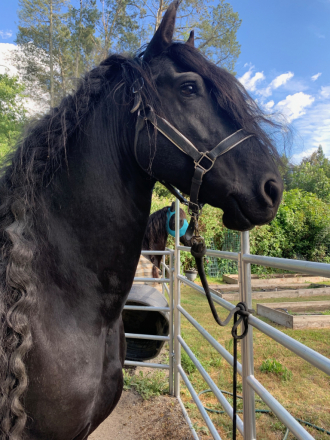 HorseID: 2302021 Romke - PhotoID: 1084082