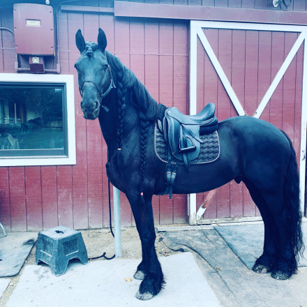 HorseID: 2302021 Romke - PhotoID: 1088255