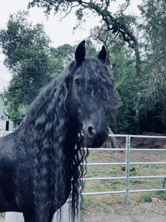 HorseID: 2302021 Romke - PhotoID: 1088256