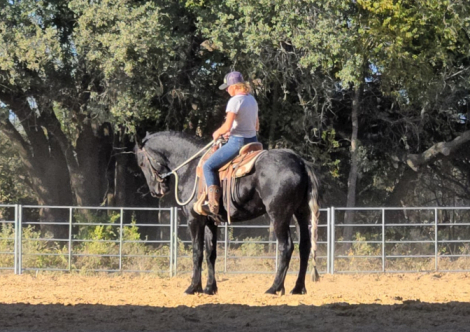 HorseID: 2302042 dePlumm's Maverick - PhotoID: 1084104