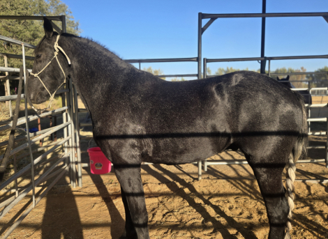 HorseID: 2302042 dePlumm's Maverick - PhotoID: 1084105