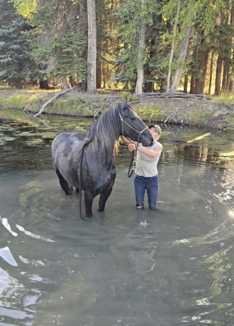 HorseID: 2302042 dePlumm's Maverick - PhotoID: 1084106