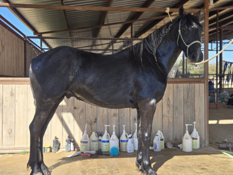 HorseID: 2302042 dePlumm's Maverick - PhotoID: 1084107