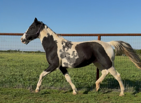 HorseID: 2302094 D Boys Eye Candy - PhotoID: 1089707