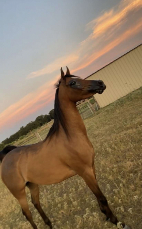 HorseID: 2302159 Gia Lena - PhotoID: 1090004