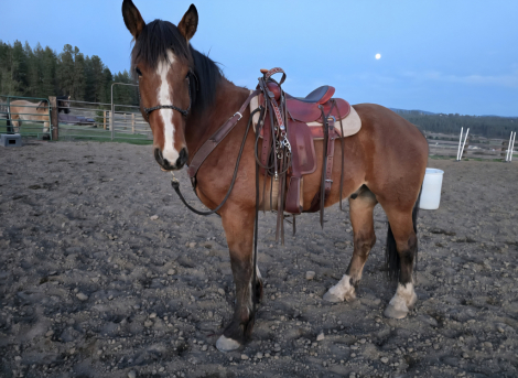 HorseID: 2302210 Woodrow - PhotoID: 1089044