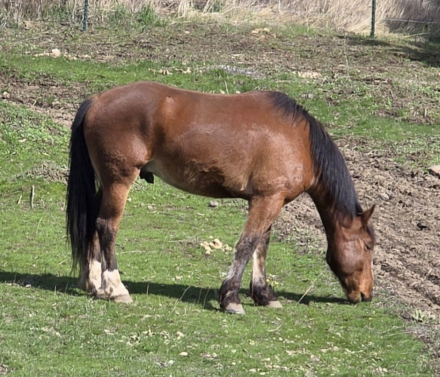 HorseID: 2302210 Woodrow - PhotoID: 1089045