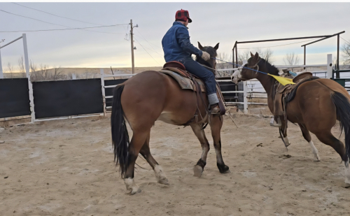 HorseID: 2302210 Woodrow - PhotoID: 1089046