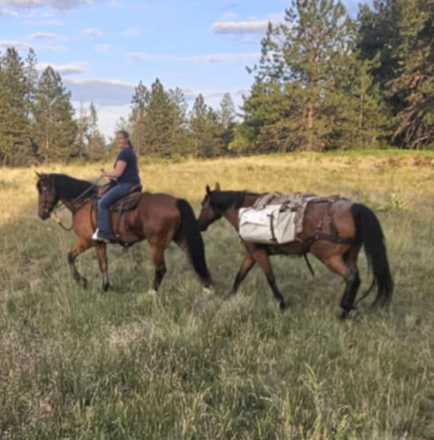 HorseID: 2302210 Woodrow - PhotoID: 1089047