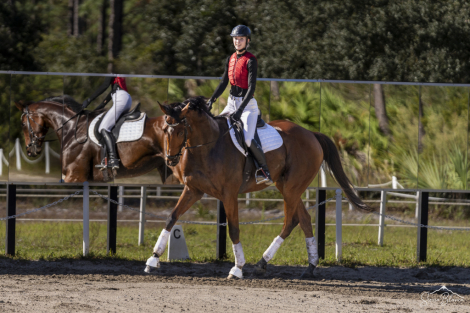 HorseID: 2302550 4.5yr 17HH Gelding - PhotoID: 1089998