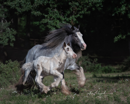 HorseID: 2302570 SD Dancing With Dixie - PhotoID: 1088187