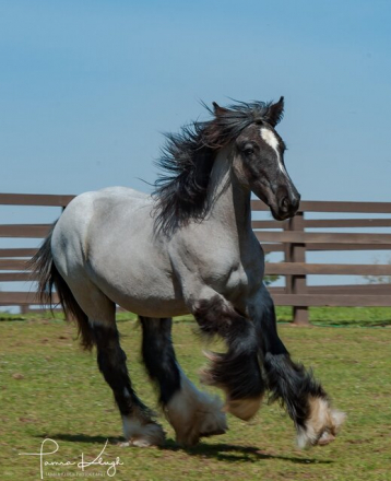 HorseID: 2302570 SD Dancing With Dixie - PhotoID: 1088188