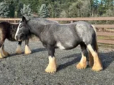 HorseID: 2302570 SD Dancing With Dixie - PhotoID: 1088189