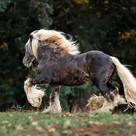 HorseID: 2302571 DGR Sweet Caroline - PhotoID: 1088181