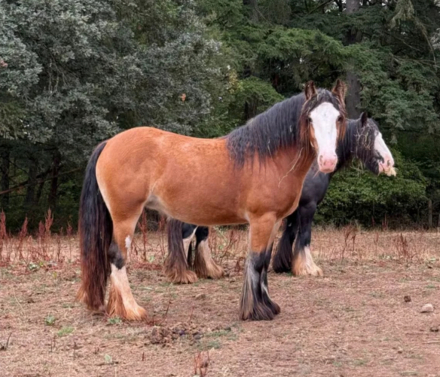 HorseID: 2302571 DGR Sweet Caroline - PhotoID: 1088182