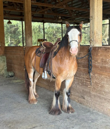 HorseID: 2302571 DGR Sweet Caroline - PhotoID: 1088183