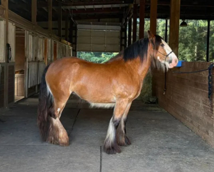 HorseID: 2302571 DGR Sweet Caroline - PhotoID: 1088184