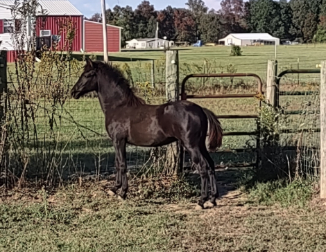 HorseID: 2302651 Amazing Grace - PhotoID: 1084915