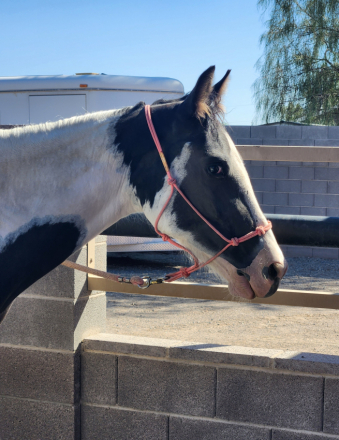 HorseID: 2302831 Raider - PhotoID: 1088268