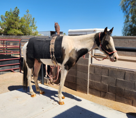 HorseID: 2302831 Raider - PhotoID: 1088269