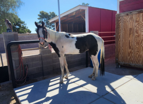 HorseID: 2302831 Raider - PhotoID: 1088270