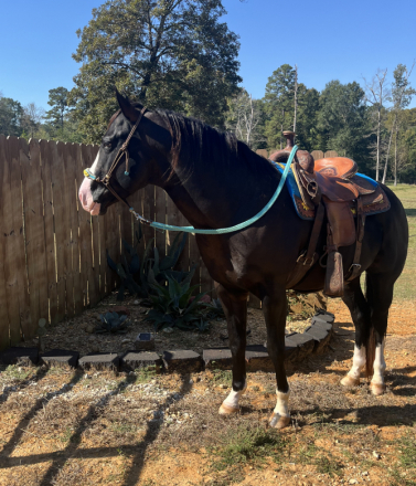 HorseID: 2302857 KRD Whiskey On The Rox - PhotoID: 1085252