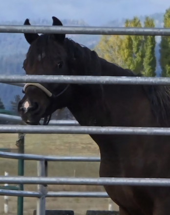 HorseID: 2302976 Bai Elegance - PhotoID: 1085486