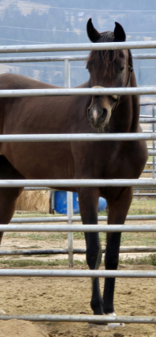 HorseID: 2302976 Bai Elegance - PhotoID: 1085487