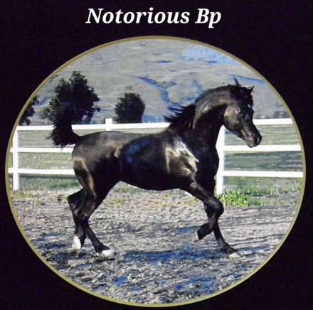 HorseID: 2302976 Bai Elegance - PhotoID: 1085488