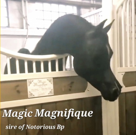 HorseID: 2302976 Bai Elegance - PhotoID: 1085489