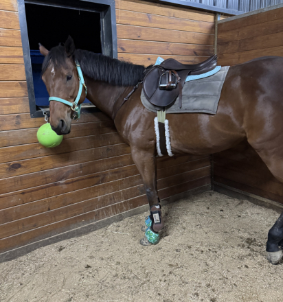 HorseID: 2302980 Imagine The Glory - PhotoID: 1089139