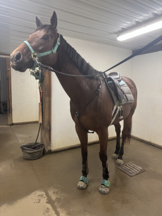 HorseID: 2302980 Imagine The Glory - PhotoID: 1089140