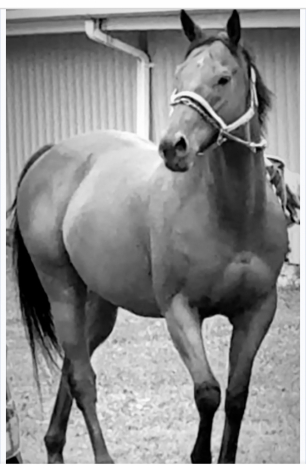 HorseID: 2302980 Imagine The Glory - PhotoID: 1089141