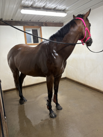 HorseID: 2302980 Imagine The Glory - PhotoID: 1089142